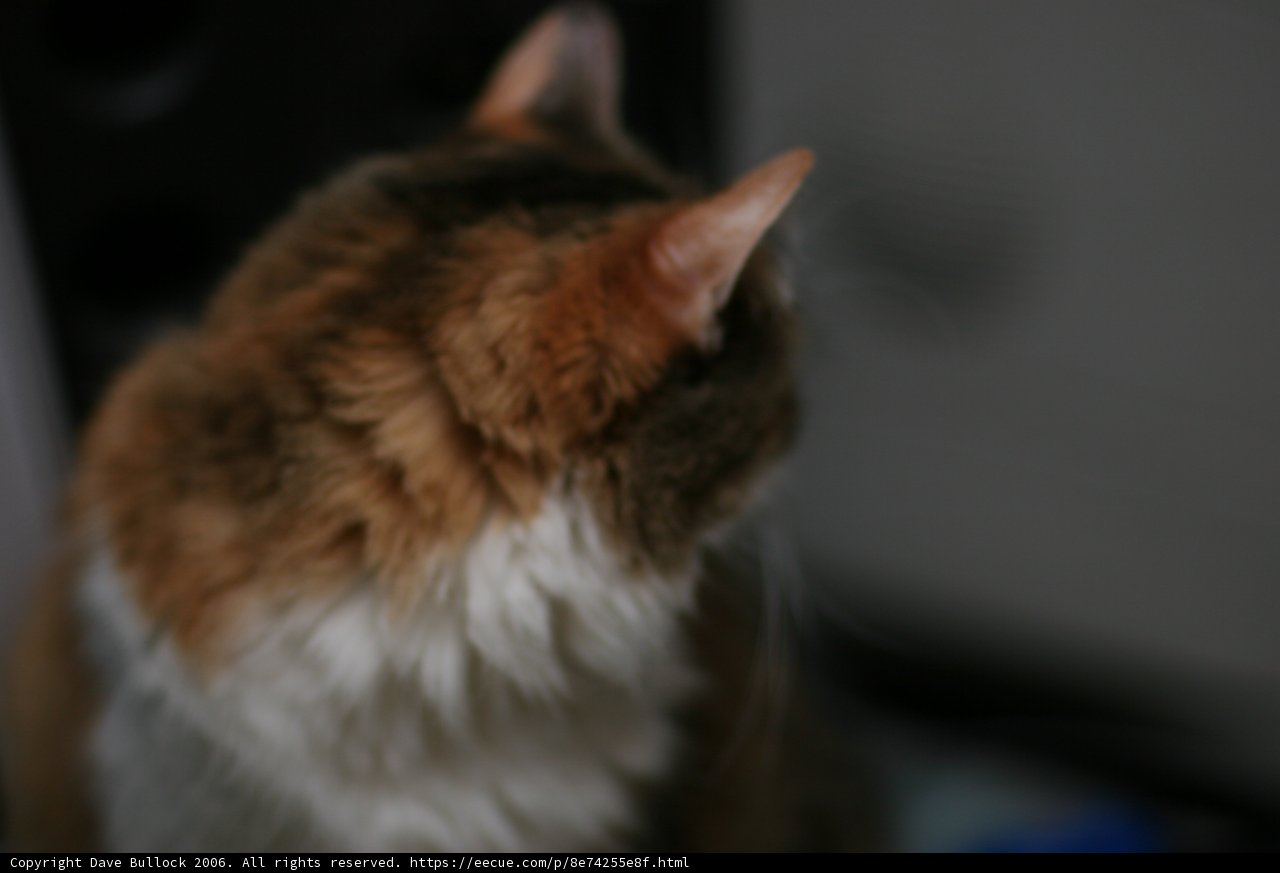 Curious Cat