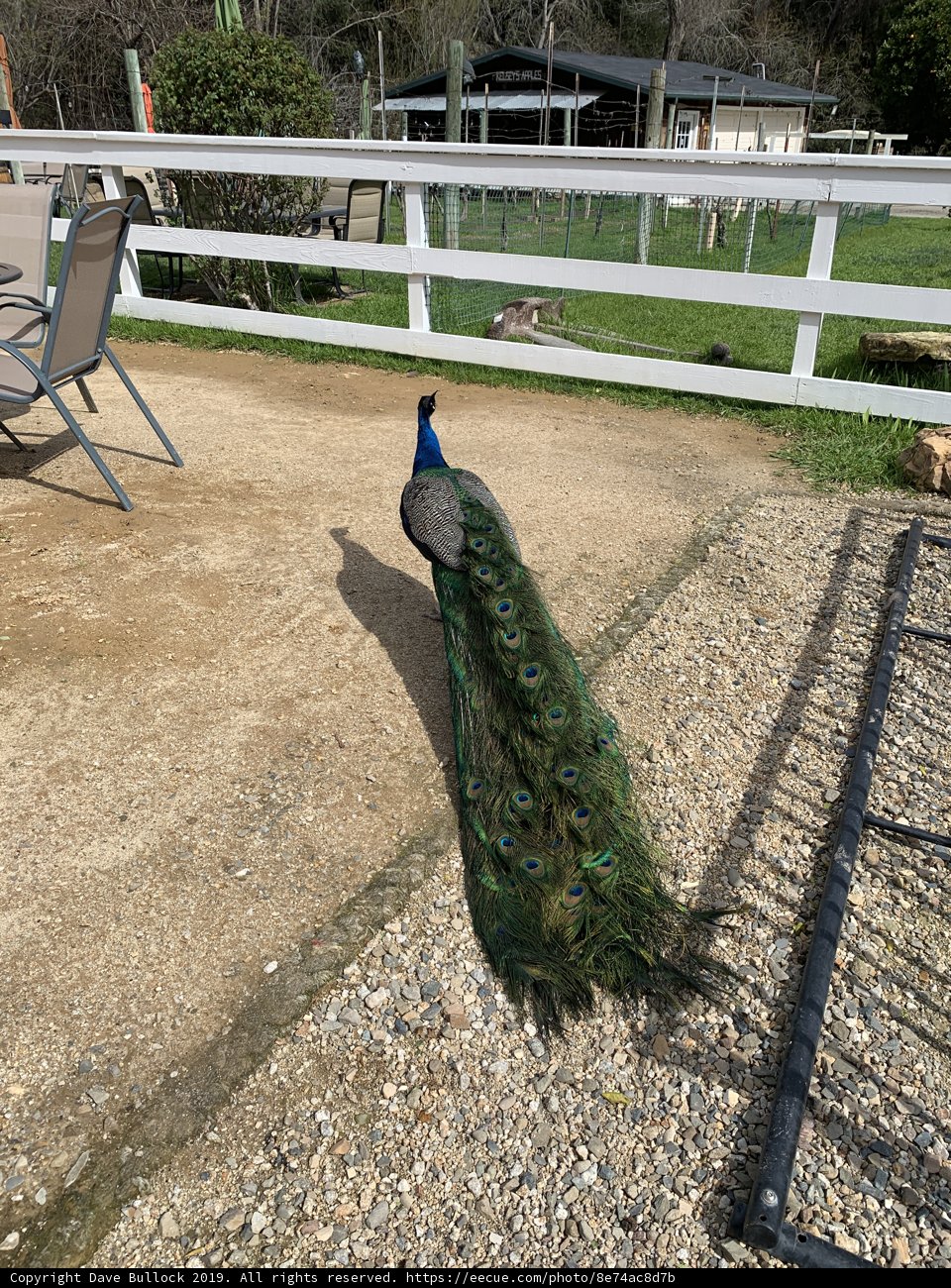 Peacock's Gravel Road Walk