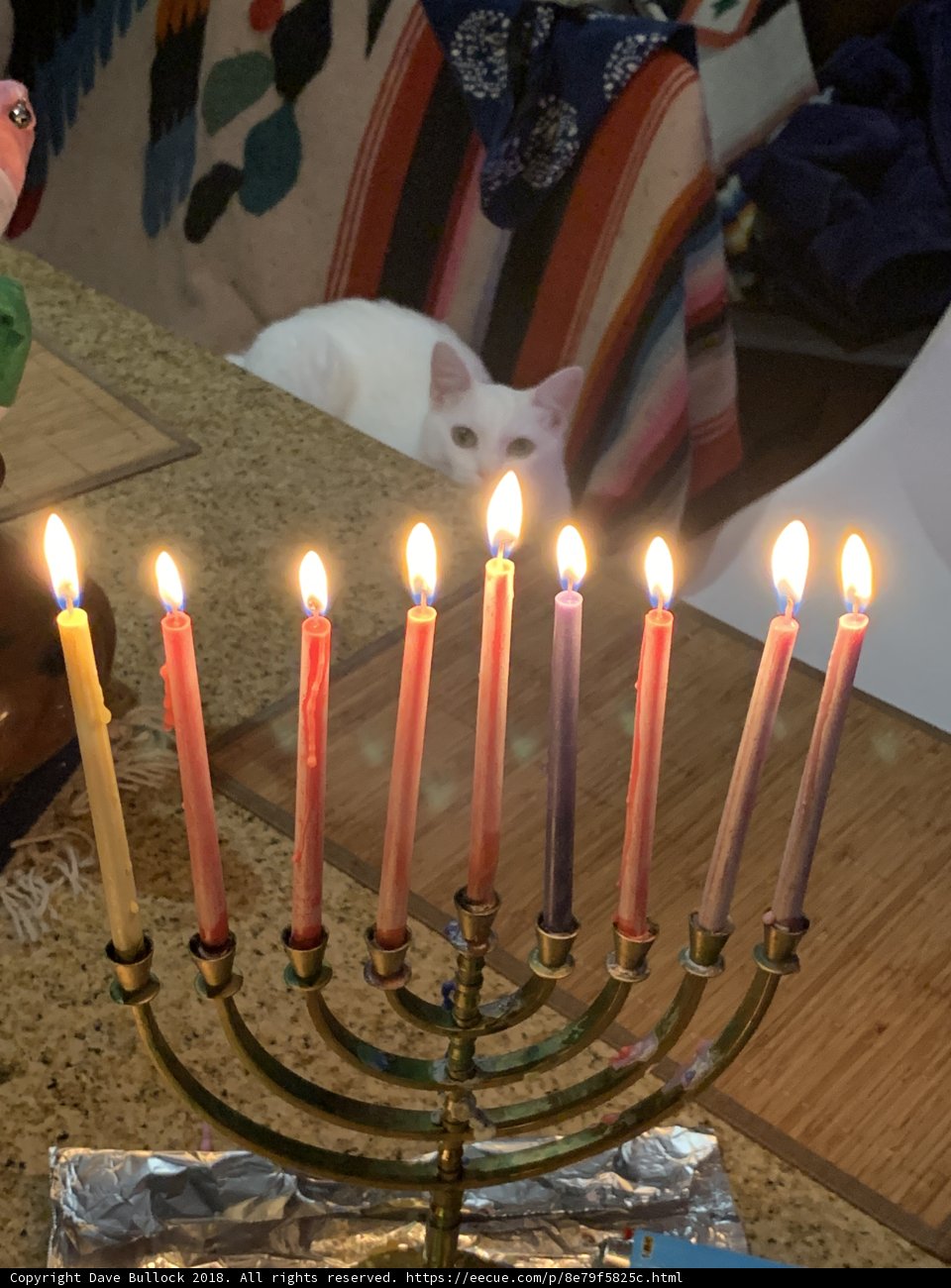 Feline Festivities