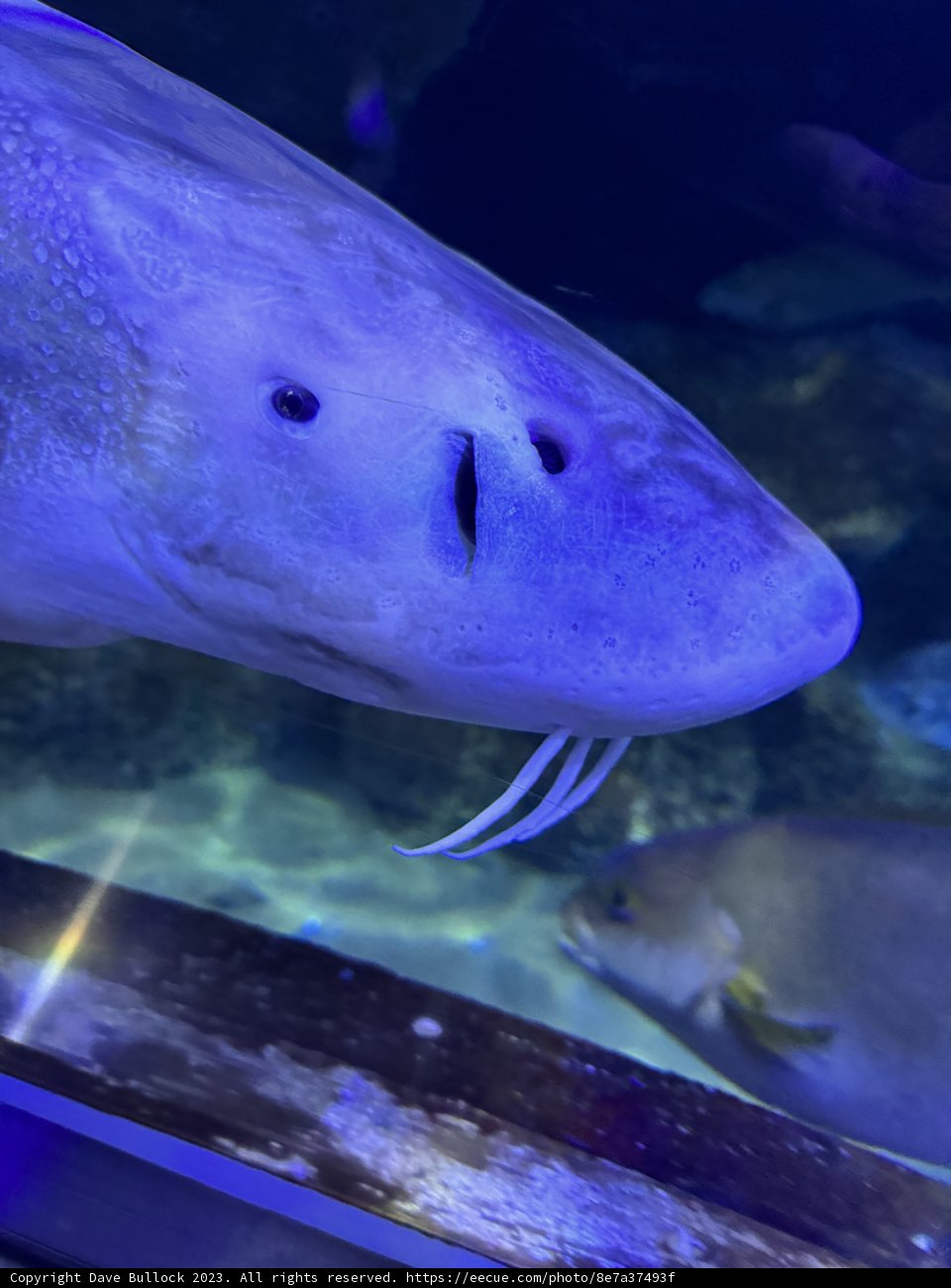 Luminous Deep-Sea Marvels