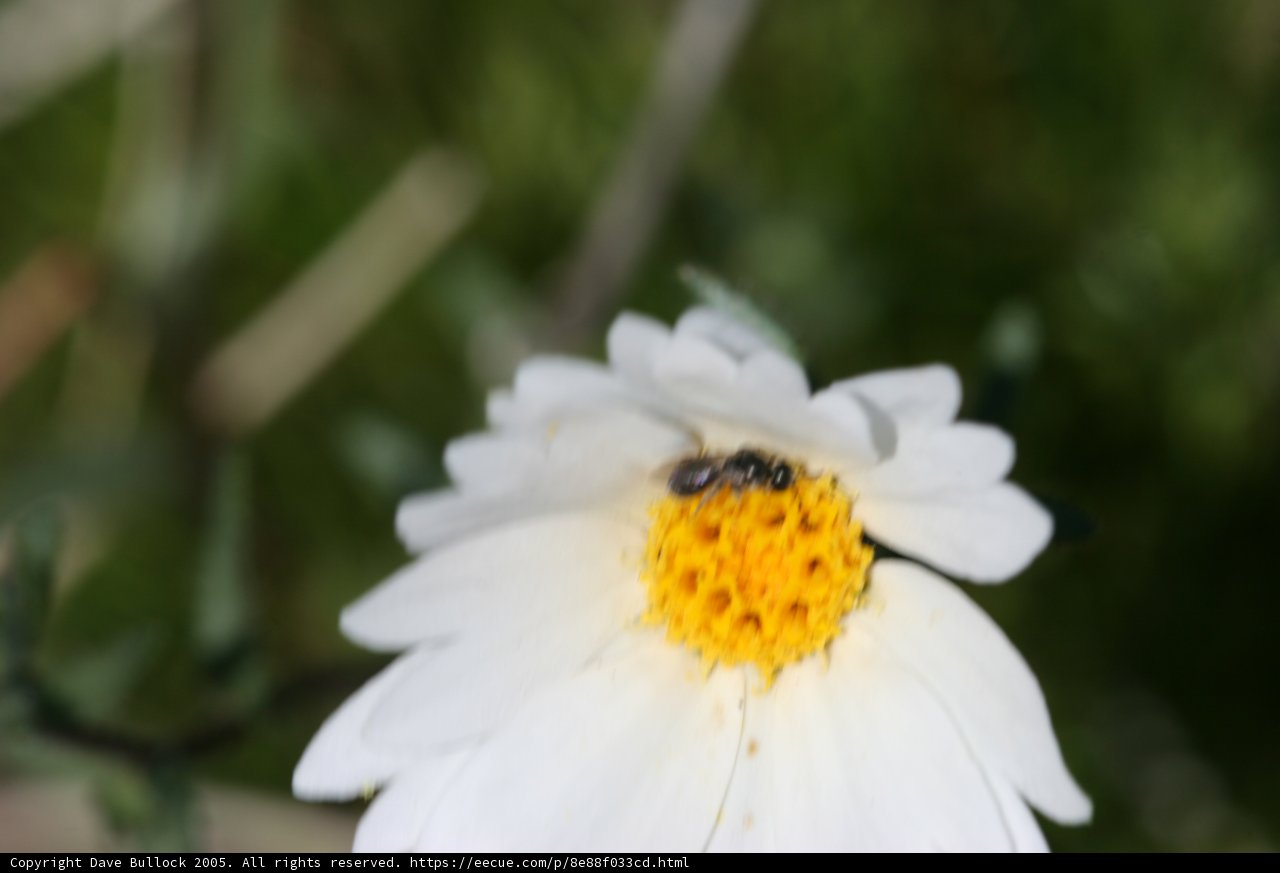 Beauty in Pollination