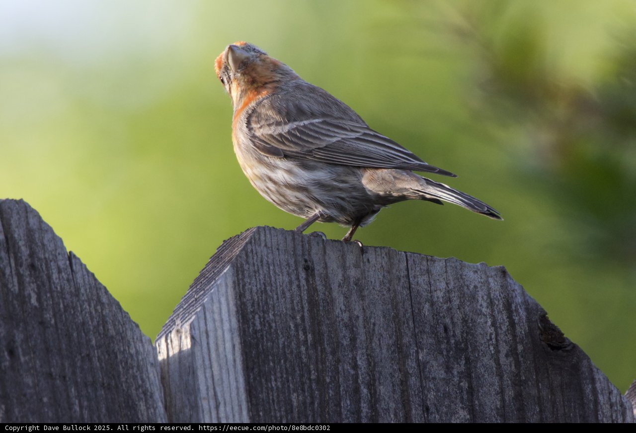 Perched Elegance