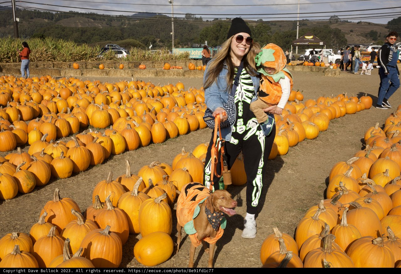 Harvest Time Companionship