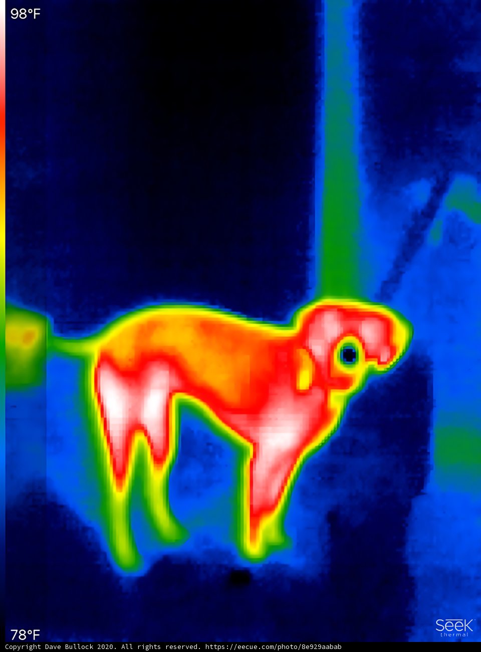 Thermal Imaging of Dog in Heat Signature