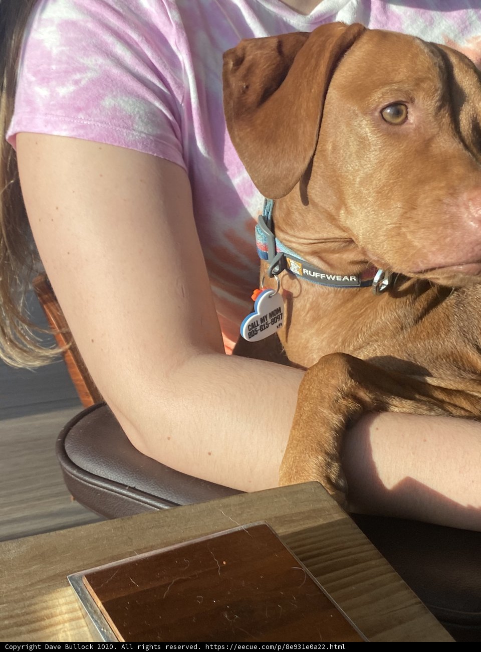 A Woman and Her Vizsla: A Snapshot of Domestic Bliss