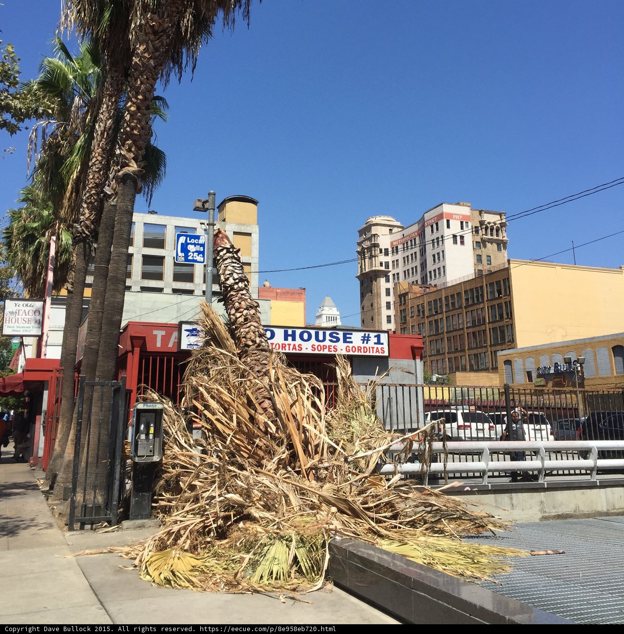 Palm Tree Trimming Downtown