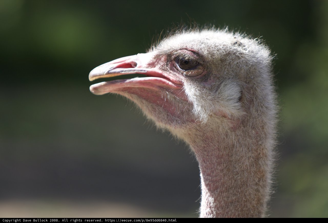 Inquisitive Ostrich