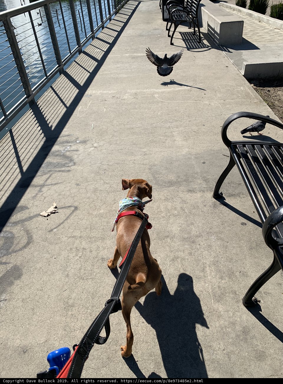 A Pooch's Stroll by Echo Park Lake