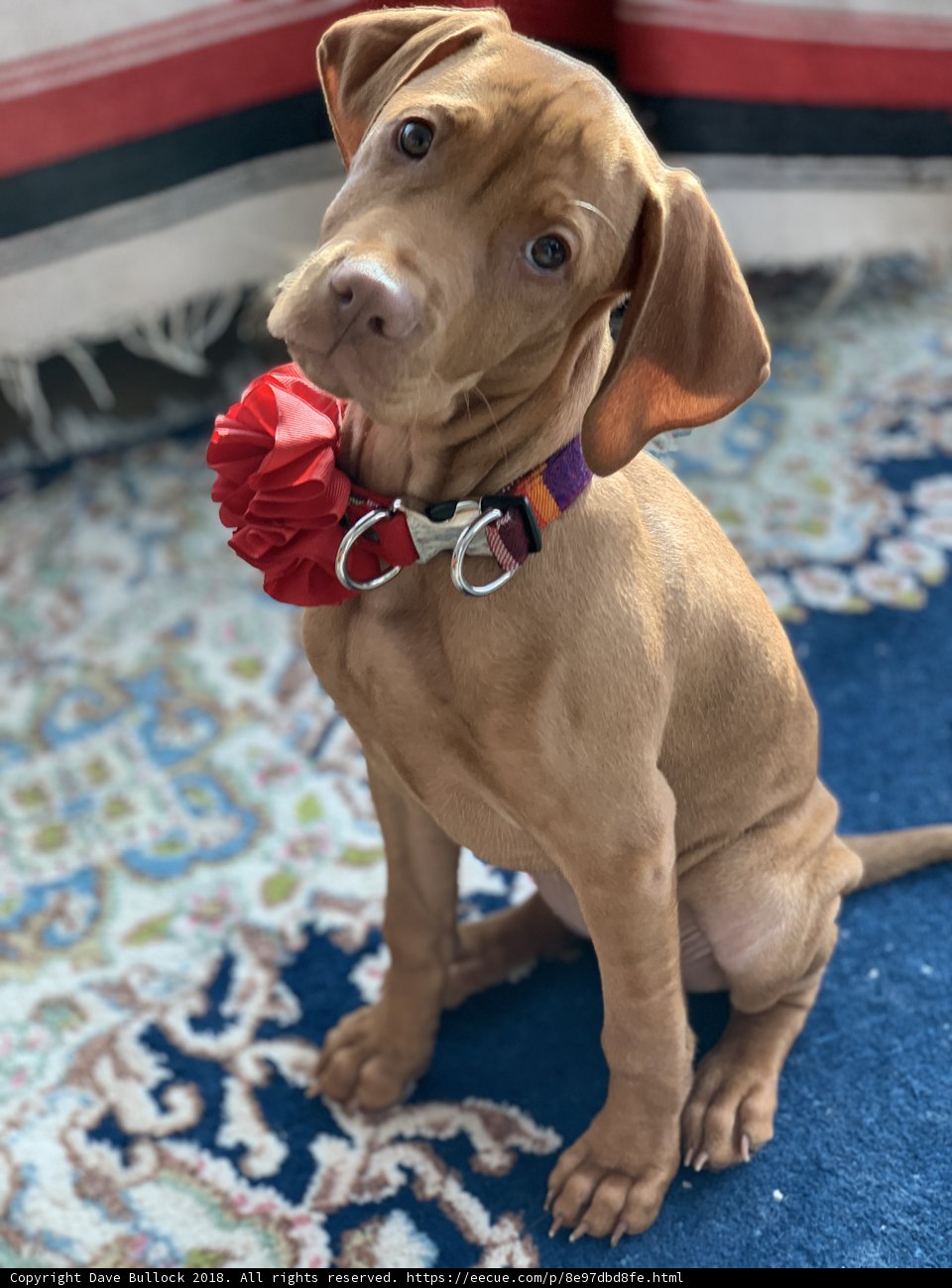 A Furry Companion with a Bow