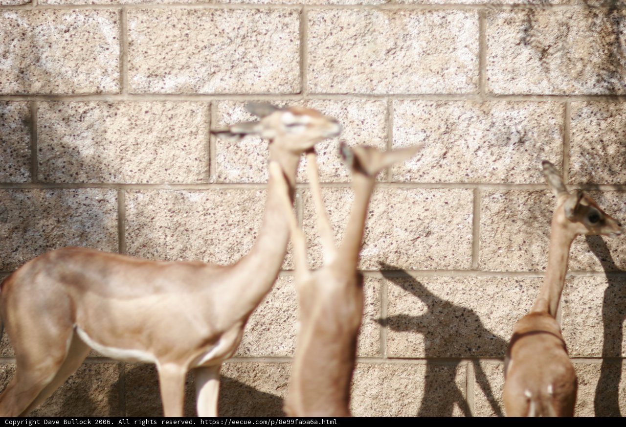 Gazelles by the Wall