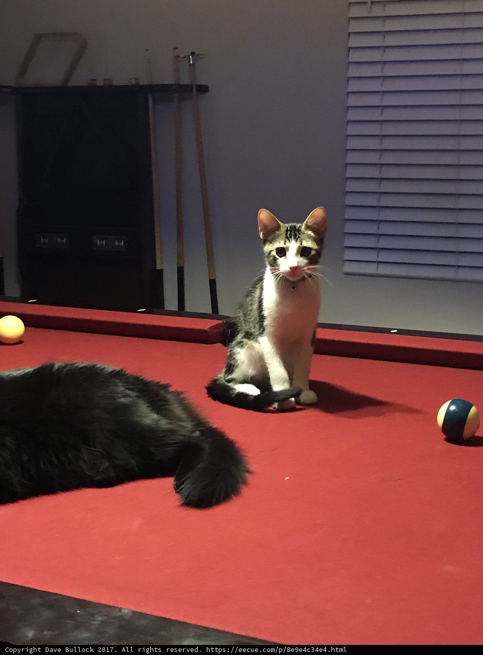 A Game of Cat and Ball
