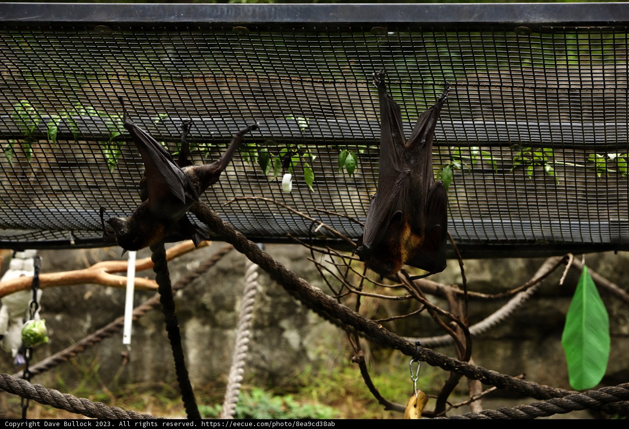 The Upside Down Duo at Oakland Zoo