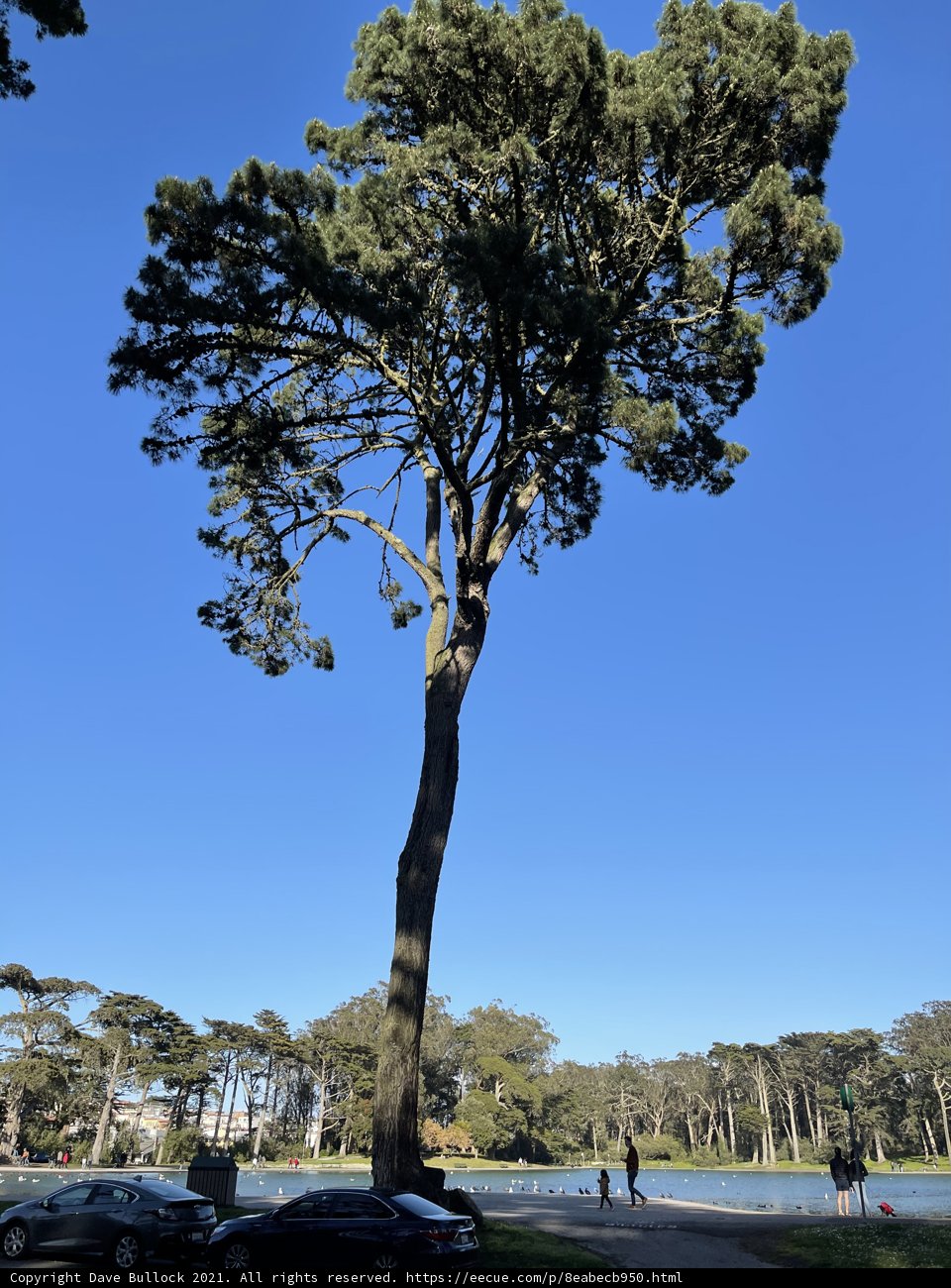 Majestic Pine Tree in Golden Gate Park
