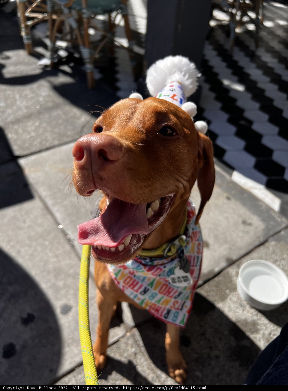 Birthday Pup on a Leash