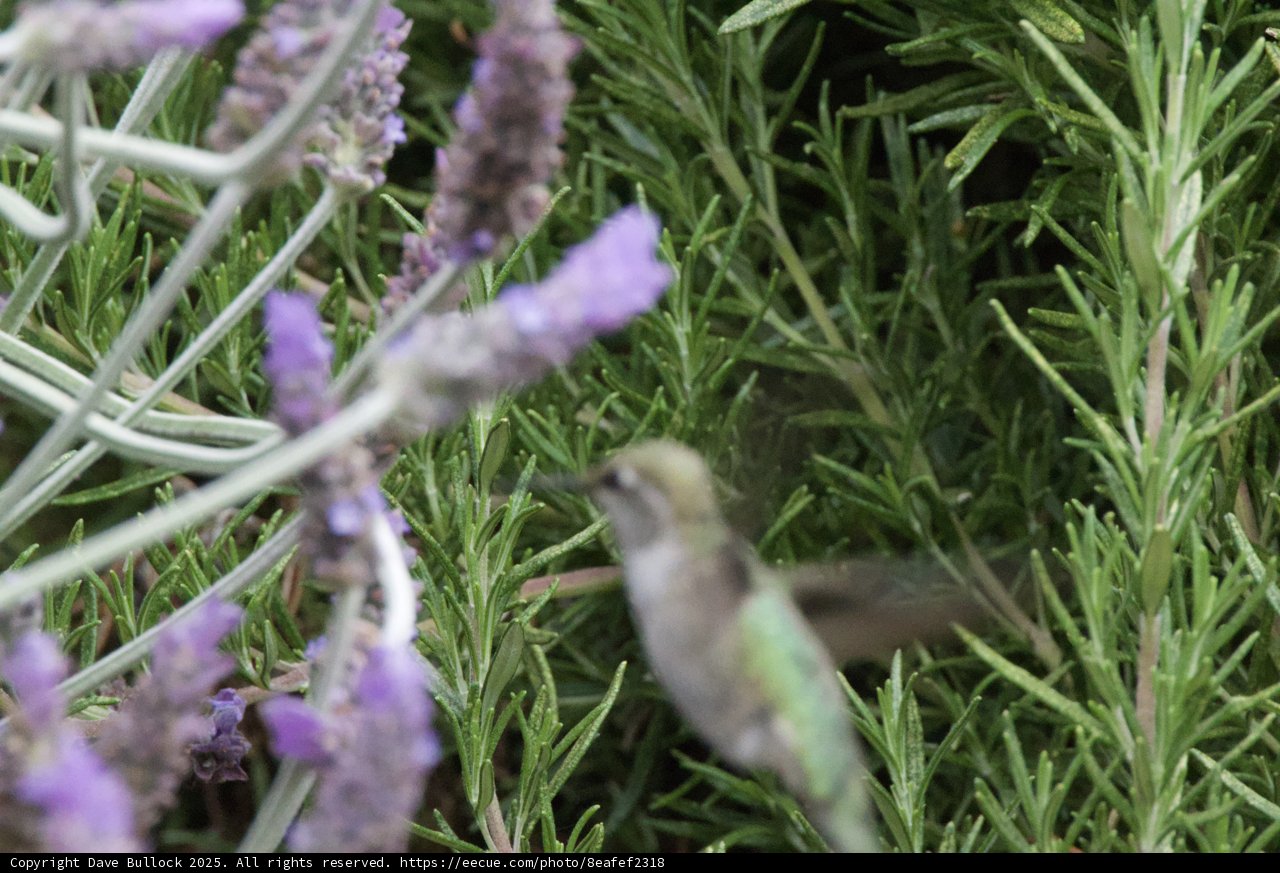 Dance Among the Herbs