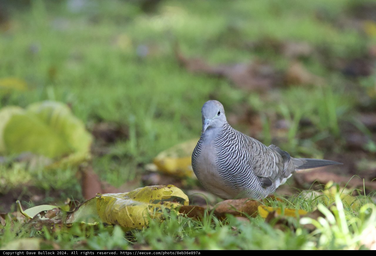 Serenity in Feathers at Honolulu Zoo