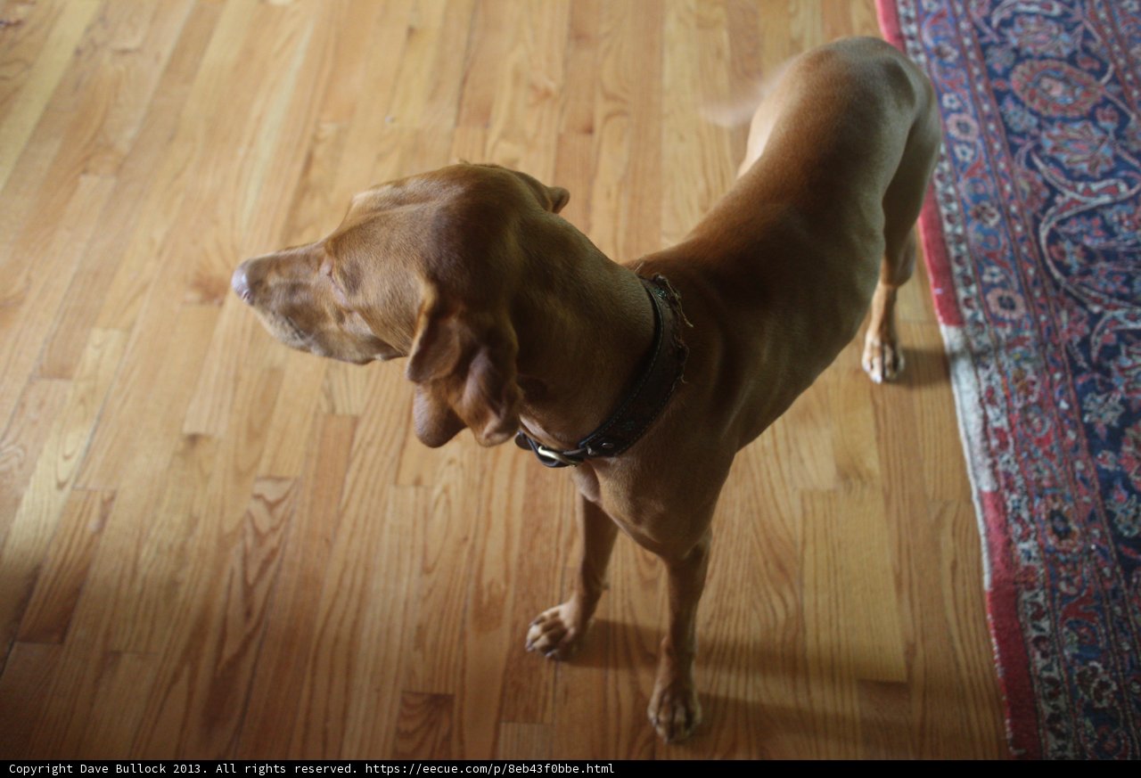 Proud Pup on Hardwood Flooring