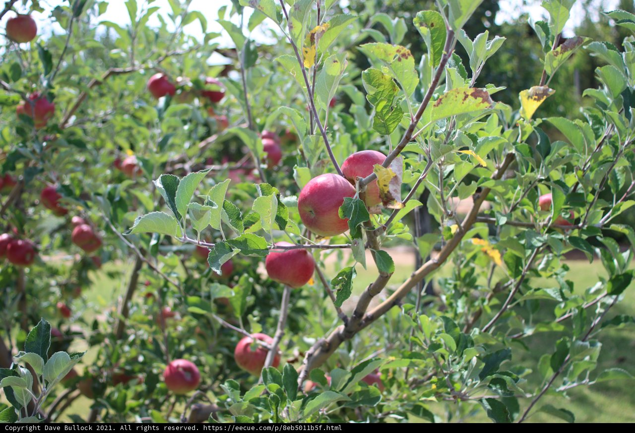 A Juicy Harvest