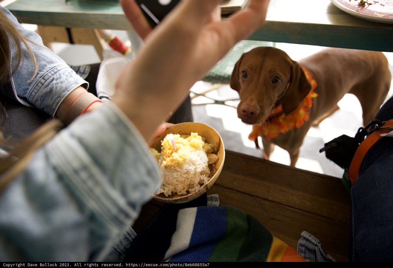 Hi-Li's Special 5th Birthday Celebration: Doggie Dine-Out!