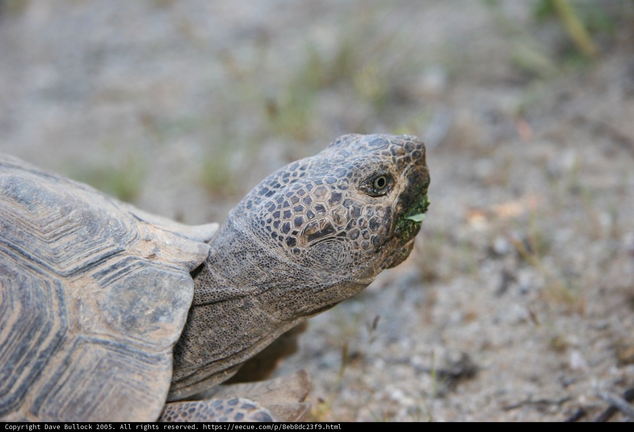 The Curious Tortoise