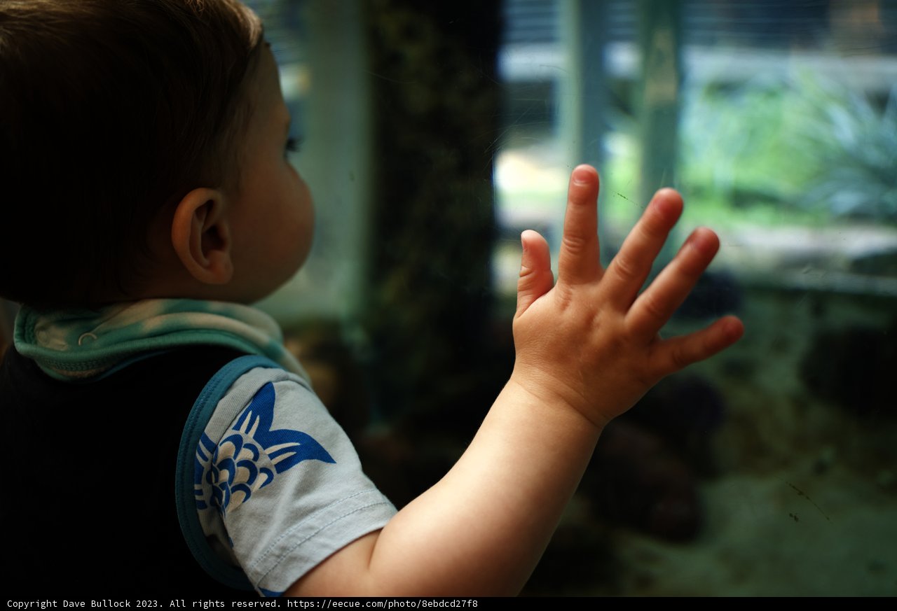 Awe at the Aquarium