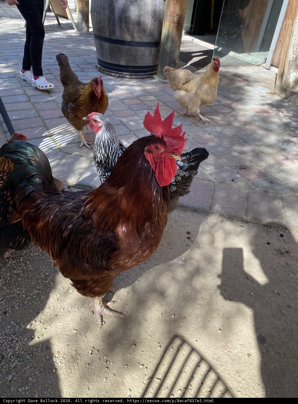 Fowl on the Sidewalk