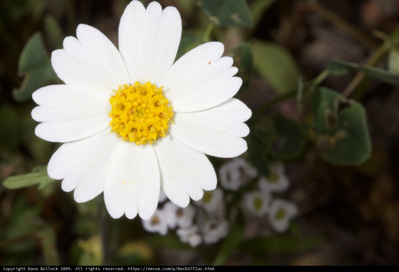 White Daisy with Yellow Center