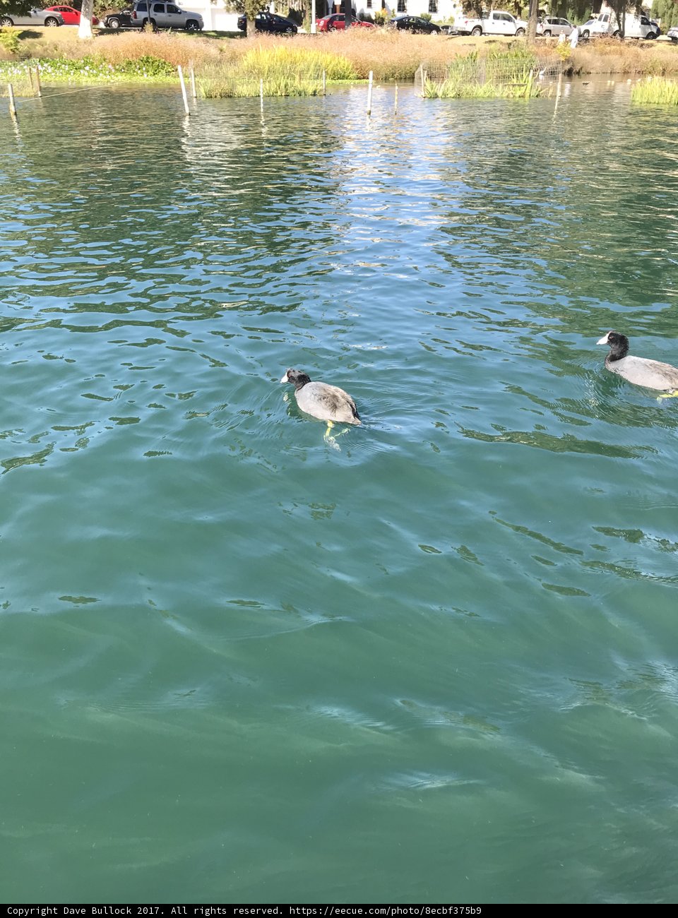 Ducks Enjoying a Tranquil Pond