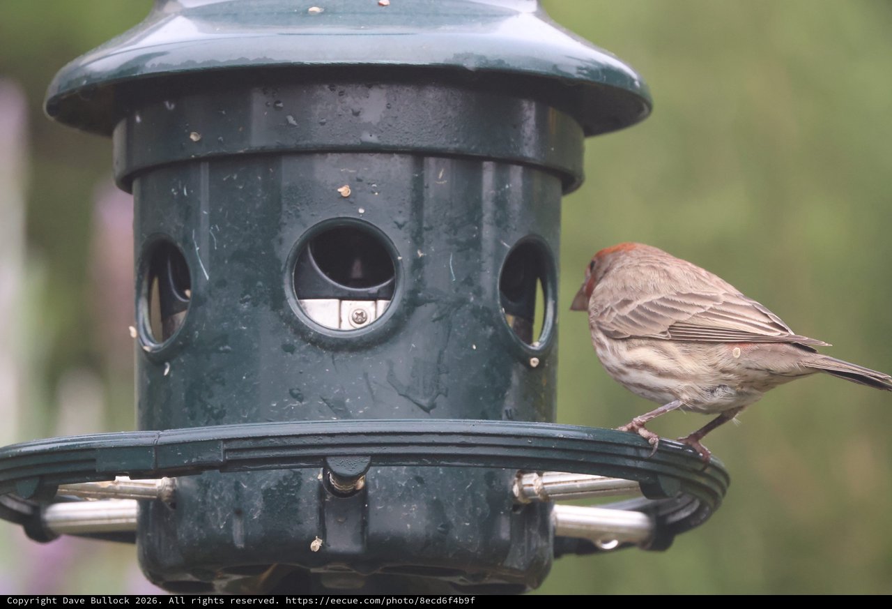 House Finch Perched on Green Bird Feeder