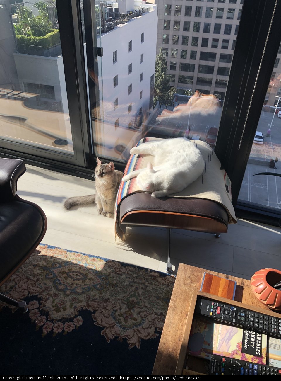 The Relaxing Cat