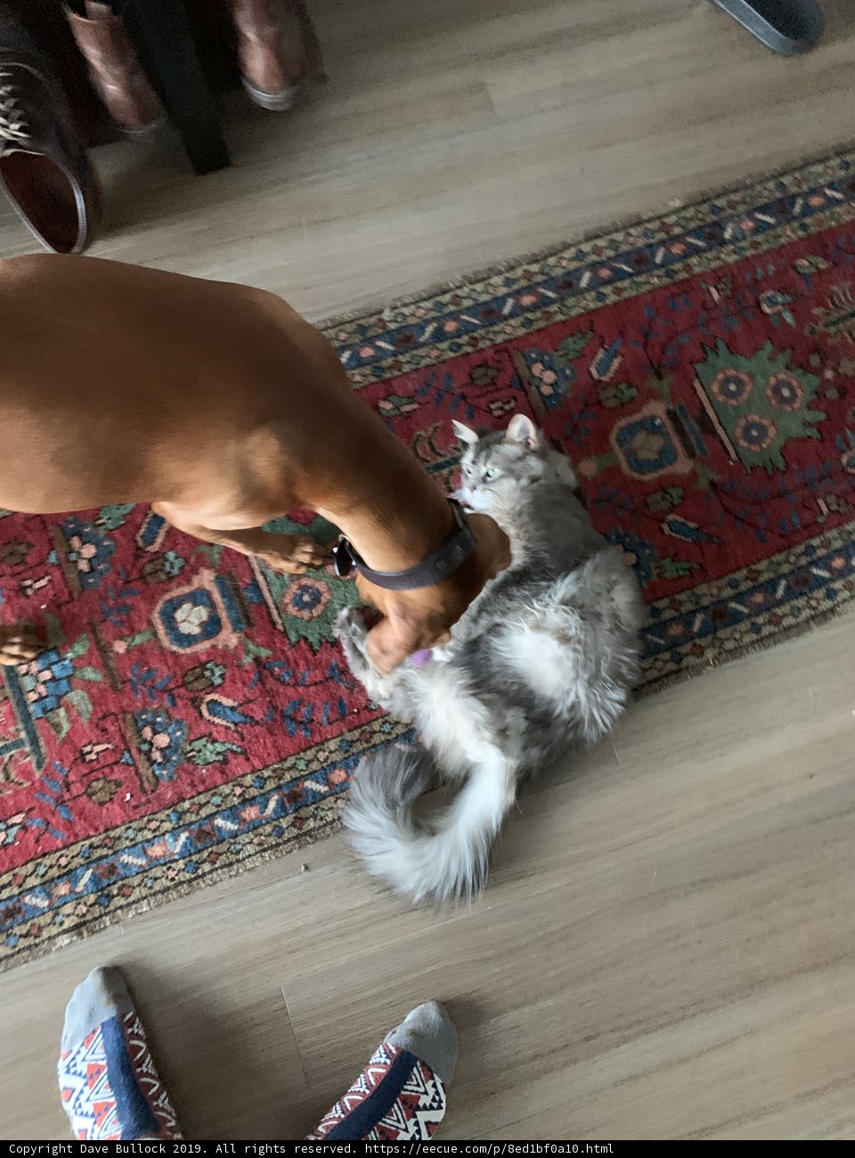 Feline and Canine Playtime