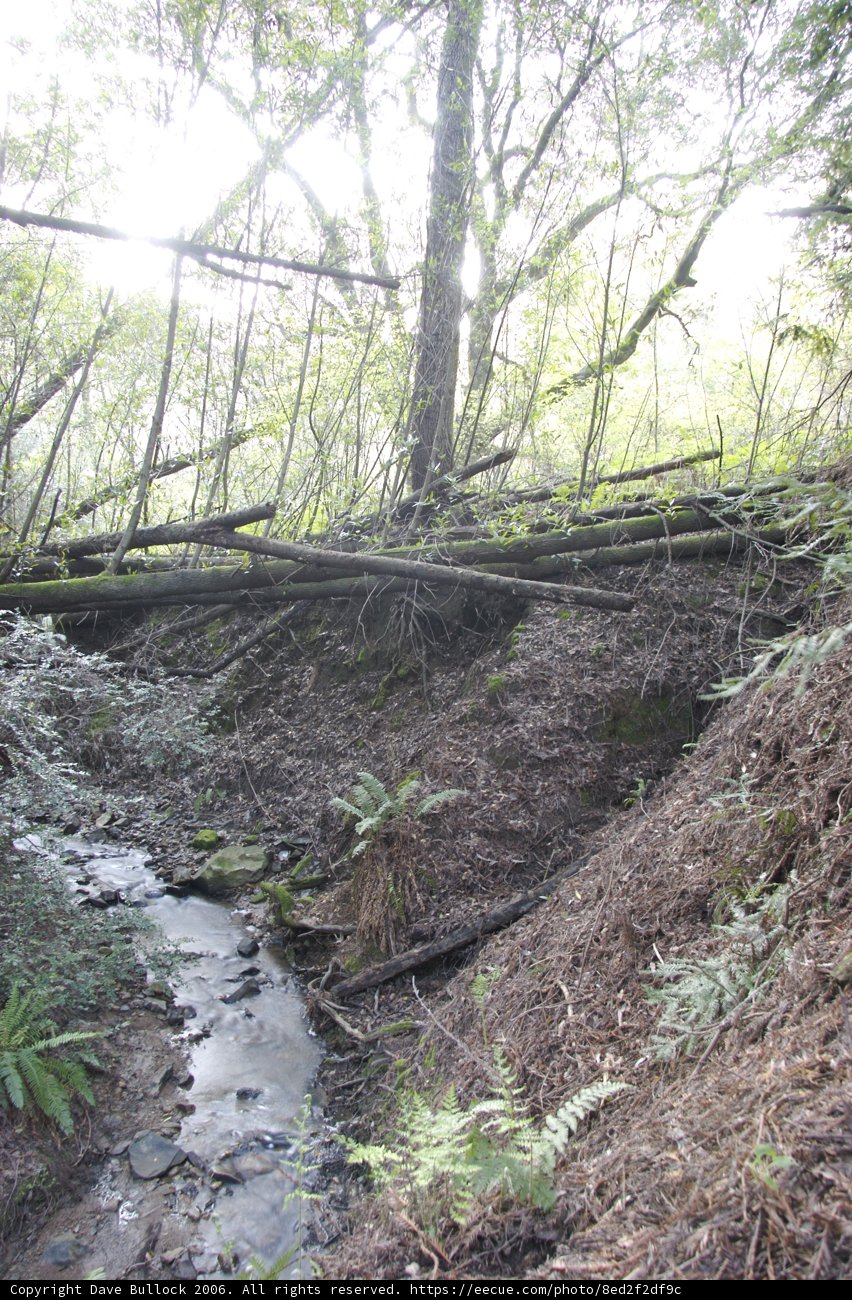 Serene Stream in the Enchanted Forest