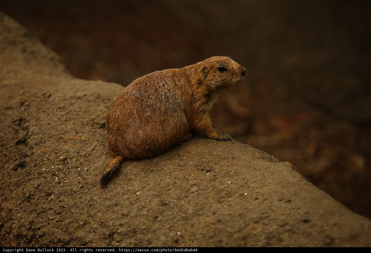 Prairie Dog Ponderings at the SF Zoo