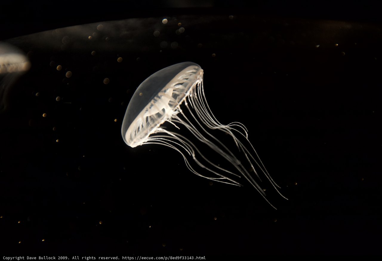 Jellyfish in the Dark