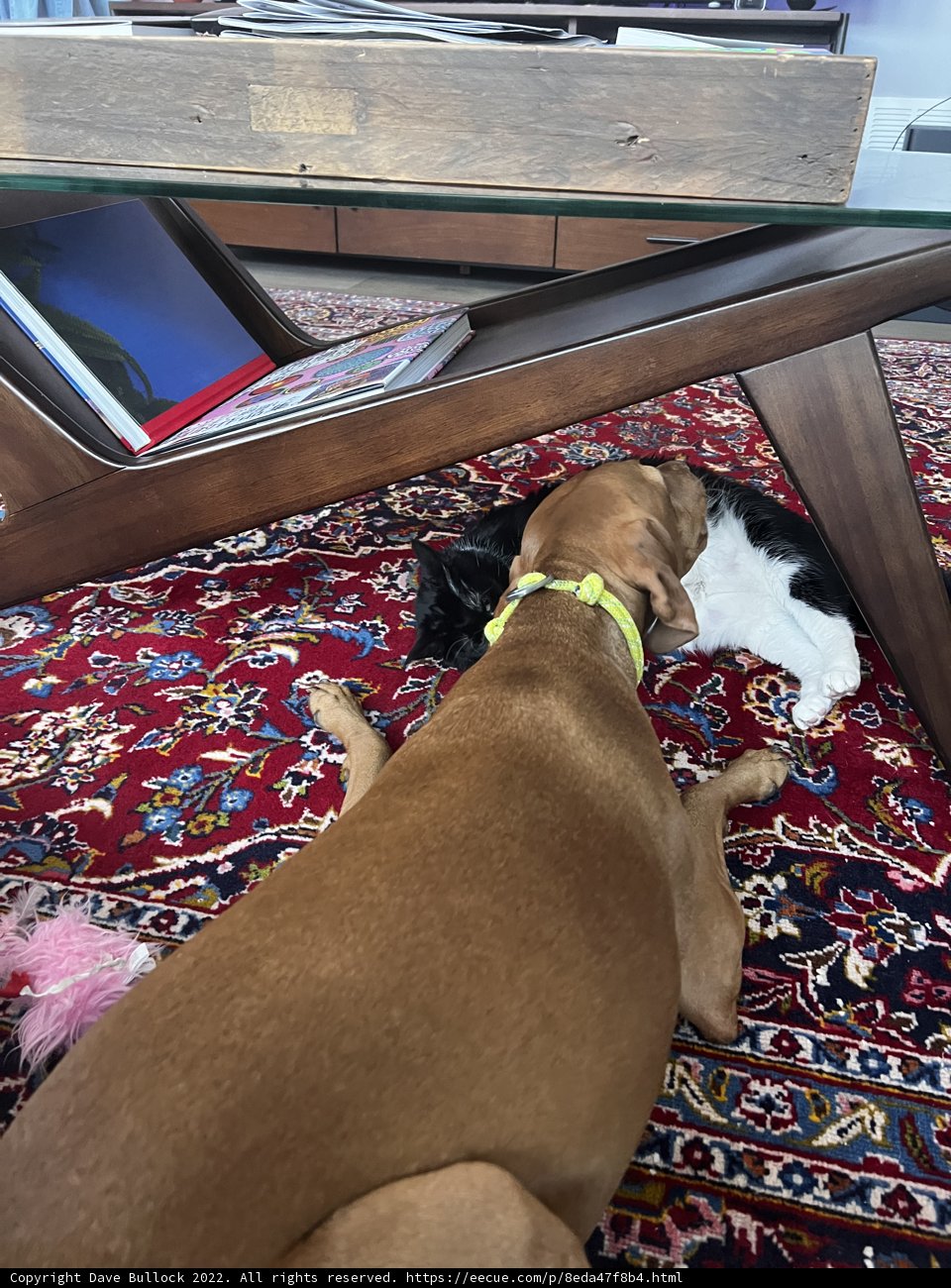 Furry Friends on a Cozy Rug