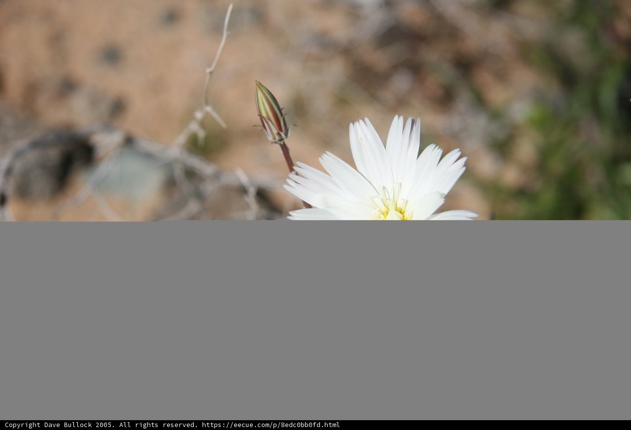 Lone Daisy in the Desert