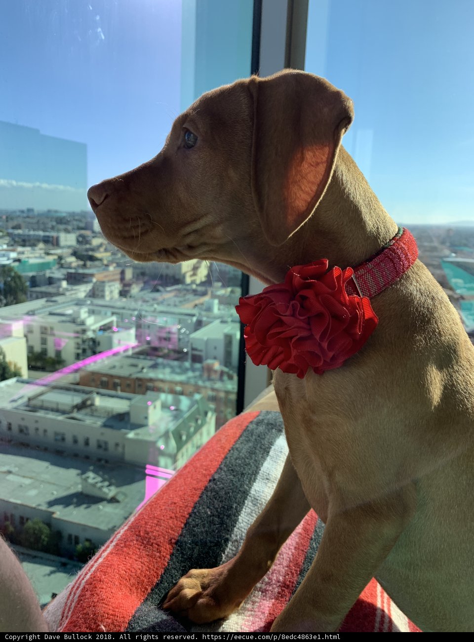 Cozy Canine with a Bow