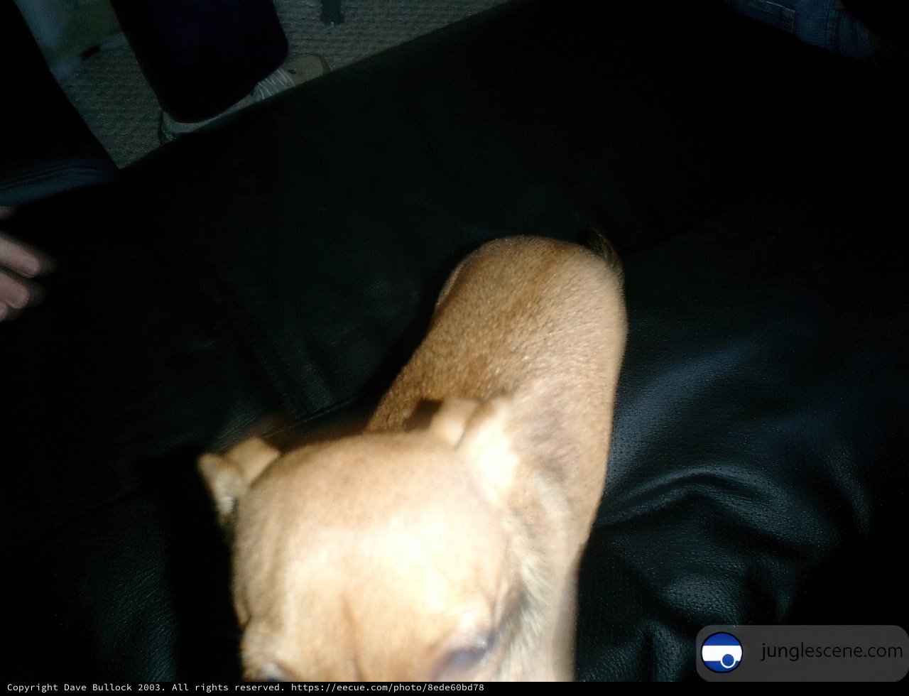 Pooch on the Plush Couch