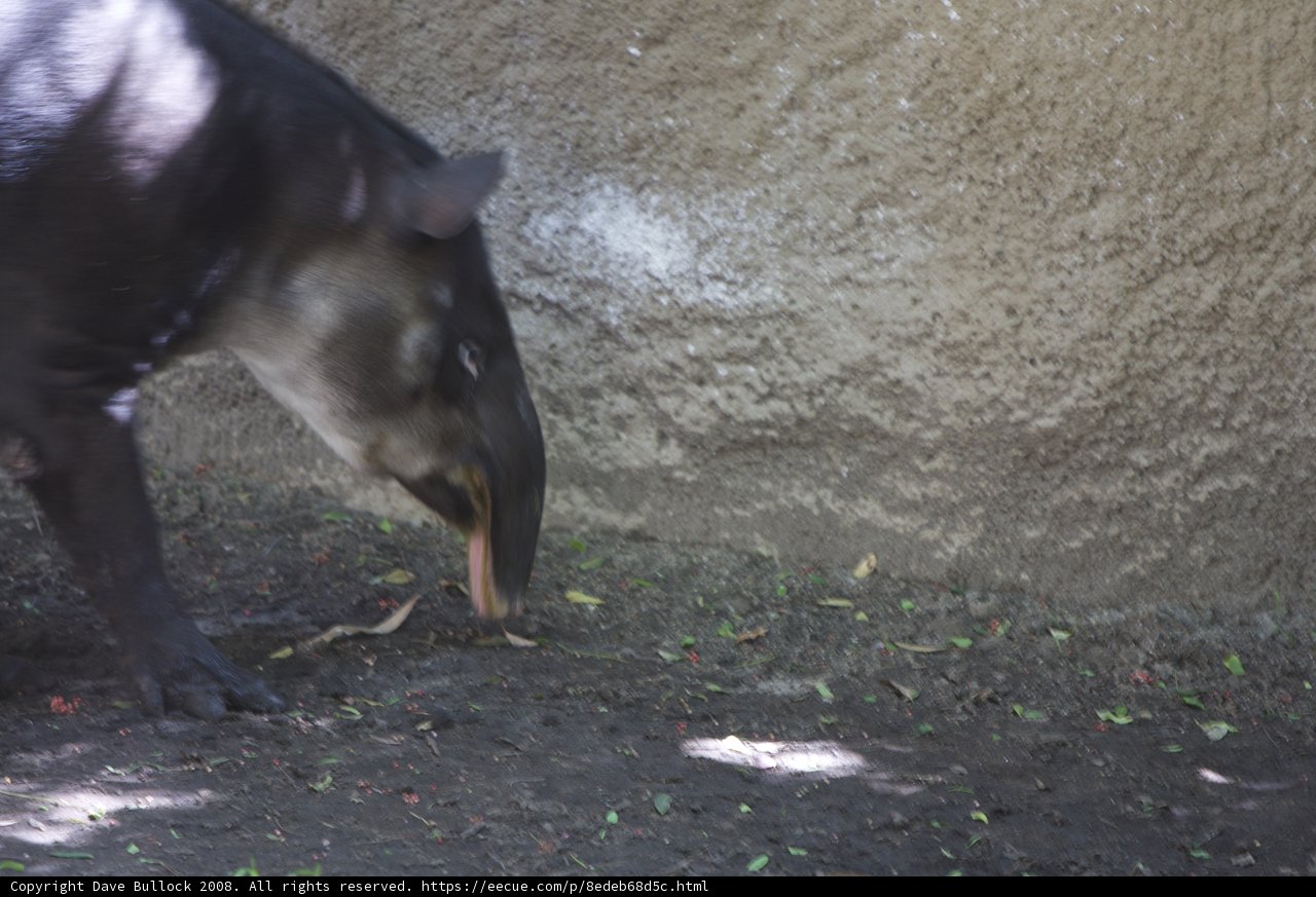 Feeding Time at the Zoo