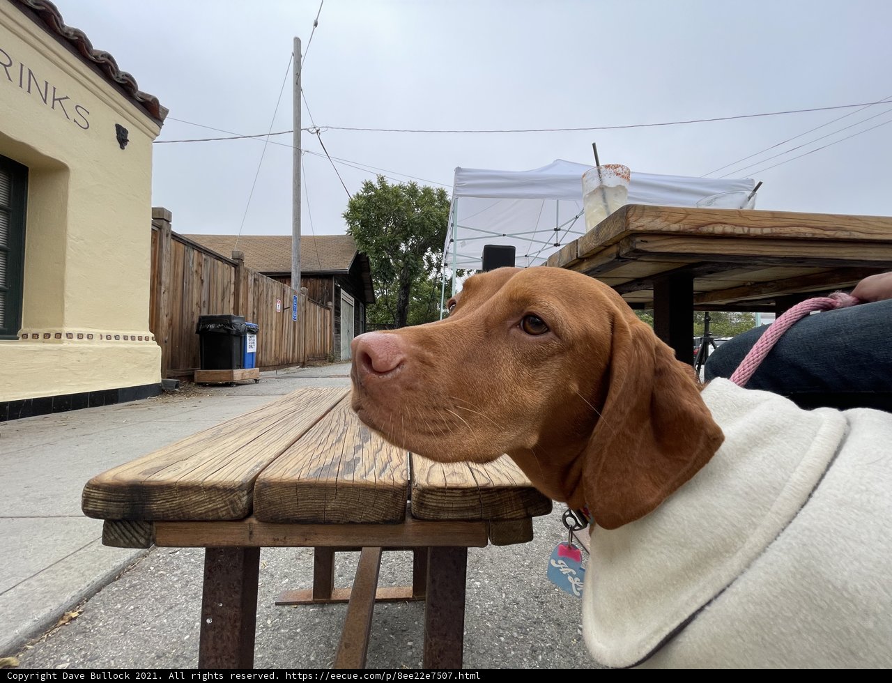 Cozy Canine in Elegant Surroundings