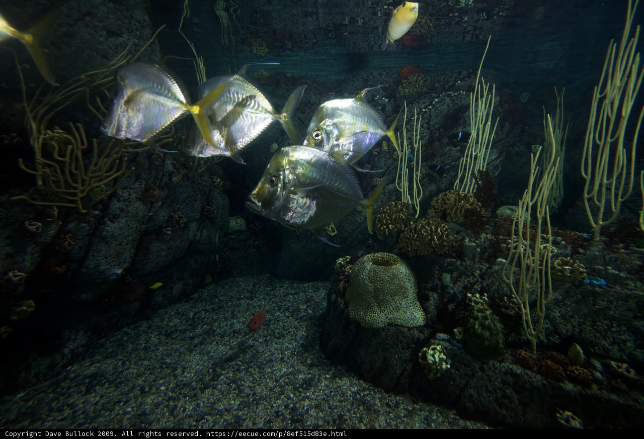 Swimming with the Fishes