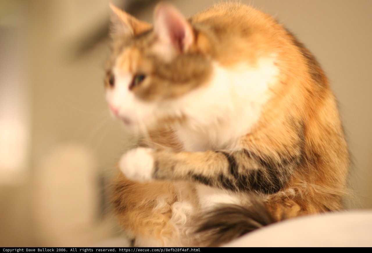 Feline Relaxation