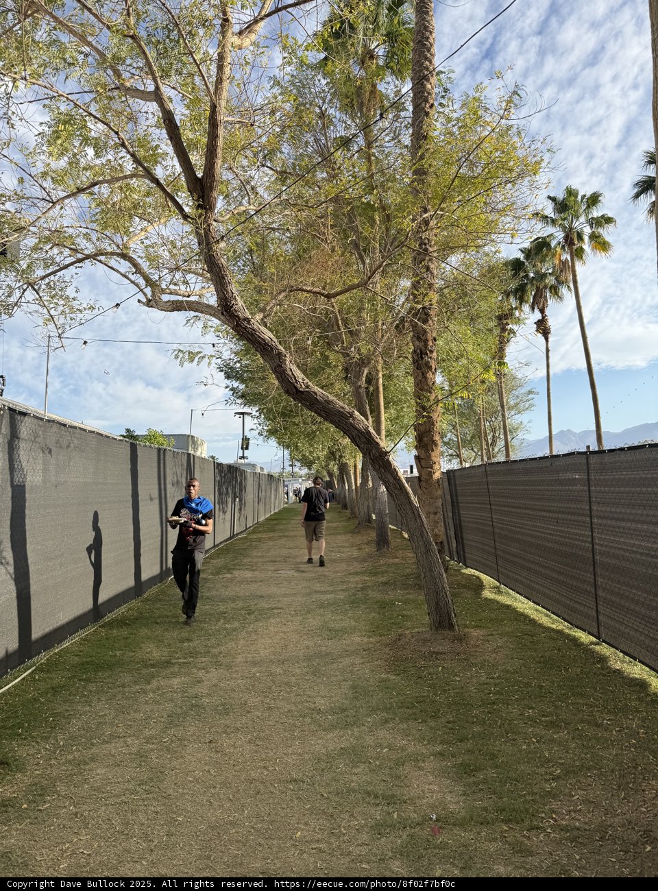 Tranquil Stroll Amidst Palm Lined Paths