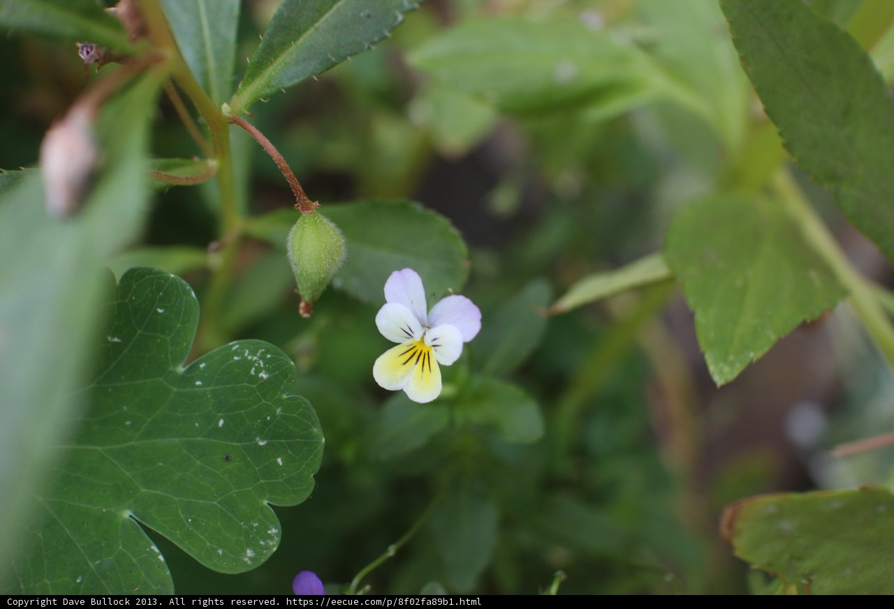 Petite Yellow Geranium