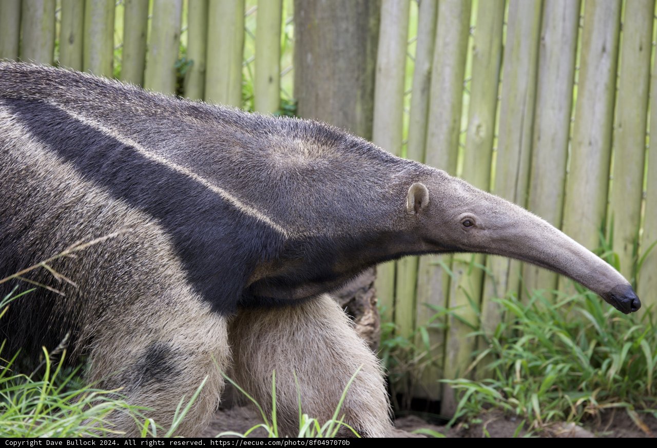 Majestic Anteater Stroll