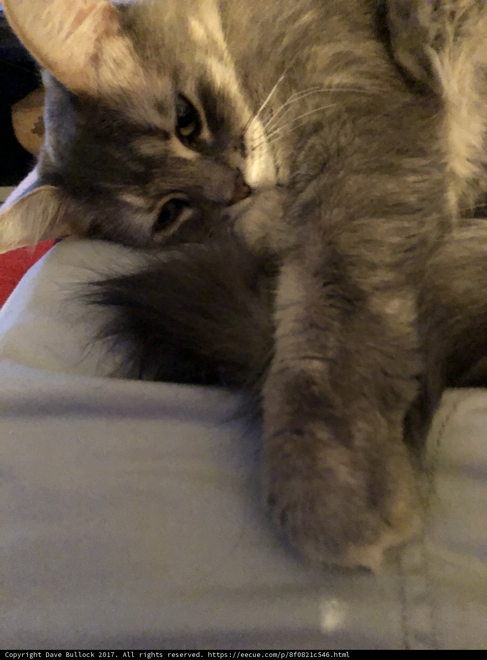 Lazy Days