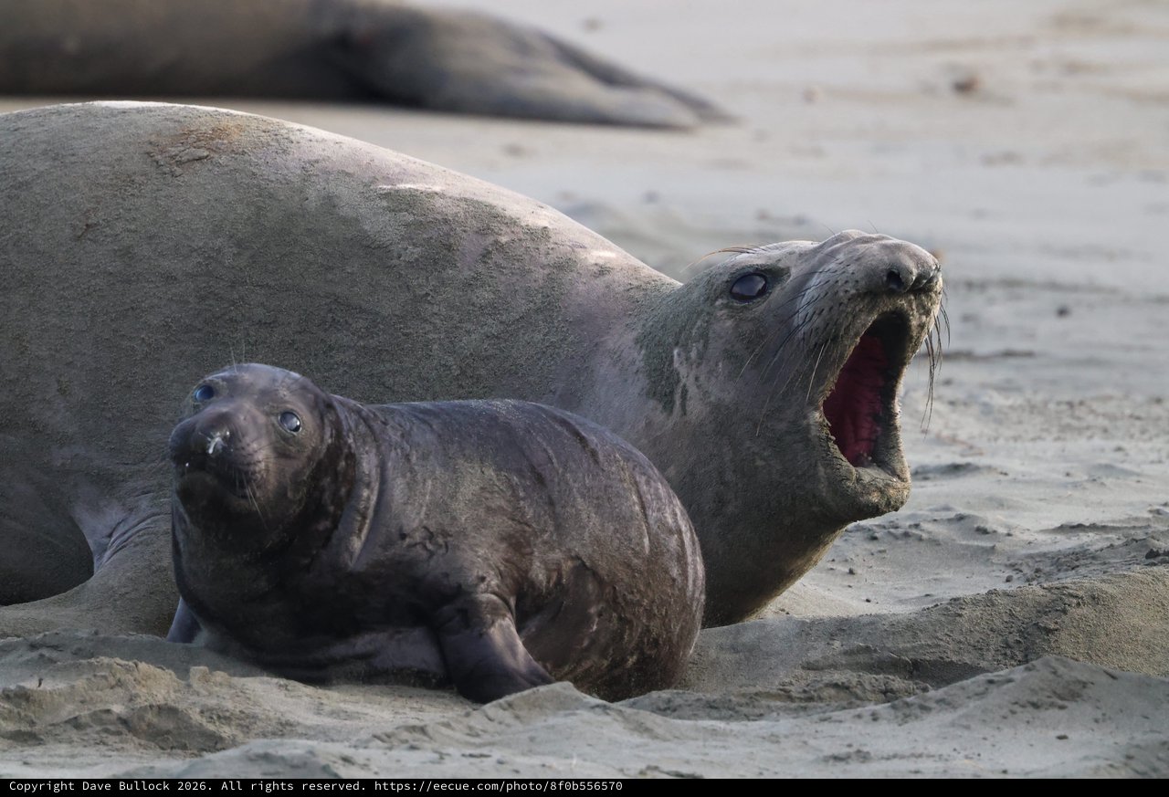 Elephant Seal Pup with Vocalizing Adult at Drakes Beach