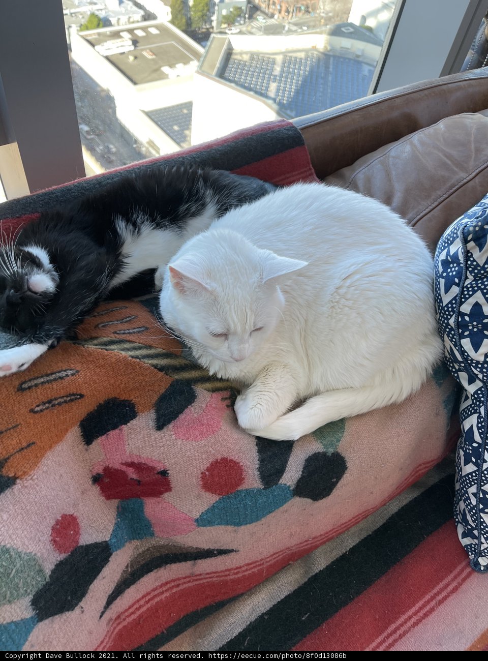 Cozy Cats on the Couch