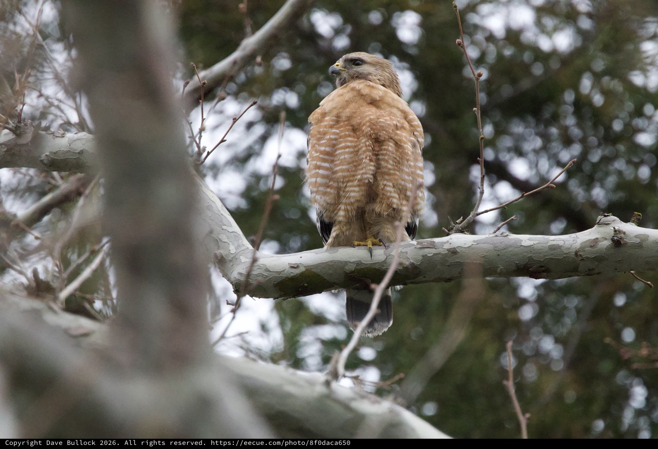 Red-Shouldered Hawk Perched on Weathered Branch