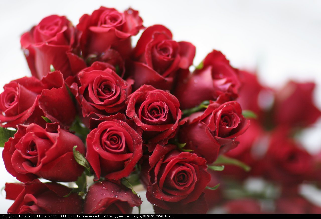 A Bouquet of 13 Red Roses